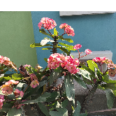 Manika Chattopadhyay-Freelancer in Kolkata,India