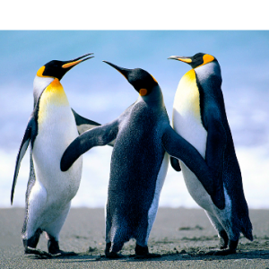 Owais Khan-Freelancer in karachi,Pakistan