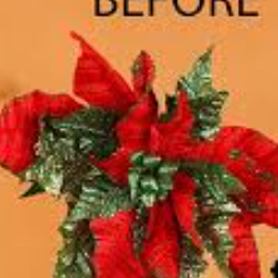 Kanwal Shaheen-Freelancer in chakwal,Pakistan