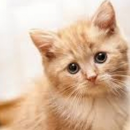 Truelancer profile picture for @cats