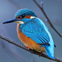 ALLAN IKILENG-Freelancer in Nakuru,Kenya