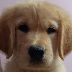 Gettiboina Bharathi-Freelancer in Vijayawada,India