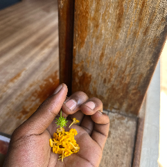 Heray beli I-Freelancer in Kampala,Uganda