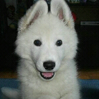 Suncica Juric Ivanovic-Freelancer in ,Serbia