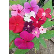 Cassandra Ray-Freelancer in Lae,Papua New Guinea