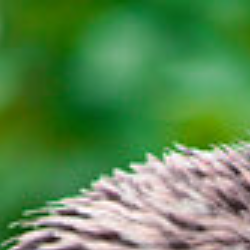 Sehar Jutt-Freelancer in Lahore,Pakistan