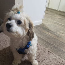 Rekha Vaidya-Freelancer in Brazos County,USA