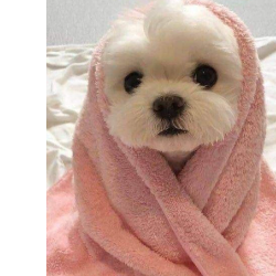 Rishita Bhattacharya-Freelancer in Islampur,India