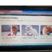 Tayyaba Arooj-Freelancer in Islamabad,Pakistan