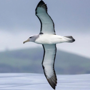 Taghreed Majid-Freelancer in Riyadh,Saudi Arabia