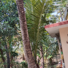 Nagavalli.t-Freelancer in Kothaigrammam,India