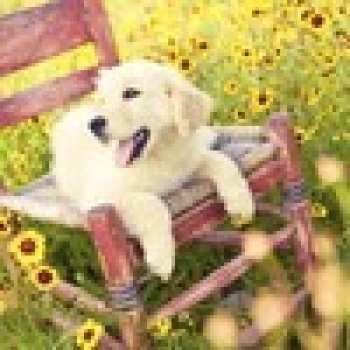 Sanjeewani Jayawardhane-Freelancer in Sri Lanka,Sri Lanka