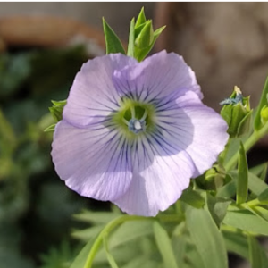 Ayesha Ahad-Freelancer in Faisalabad,Pakistan