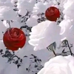 Farjana Habib-Freelancer in ,Bangladesh