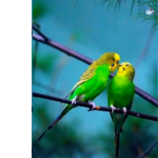 Nurul Amin-Freelancer in Shylet,Bangladesh