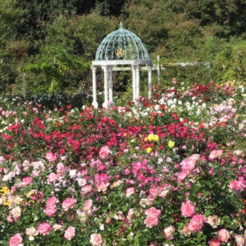 Salmahtus Sholekhah-Freelancer in Jember,Indonesia