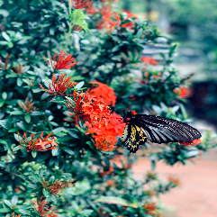 Anagha C-Freelancer in Chemrakkattur,India