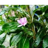 Bokul Roy-Freelancer in Dhaka,Bangladesh