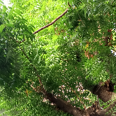 Farwa Ansar-Freelancer in Liaquatpur ,Raheemyar khan,Pakistan