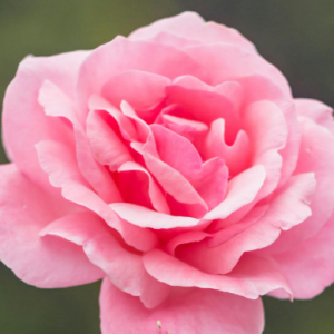 Wifi Level-Freelancer in Rawalpindi,Pakistan