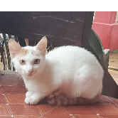 Yoon-Freelancer in Pyin Oo Lwin,Myanmar