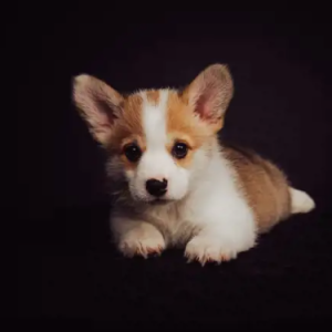 Mary Christine-Freelancer in Nairobi,Kenya