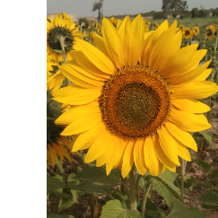 Dukhi Log Dill Jalle-Freelancer in Karachi,Pakistan