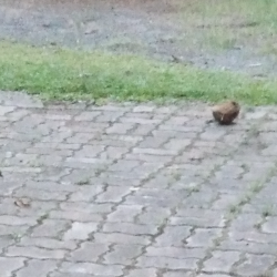 Inu Rajapaksha-Freelancer in Kamburupitiya,Sri Lanka