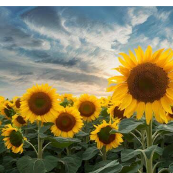 RASHIDUL HASAN-Freelancer in Barishal,Bangladesh