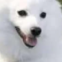 Pafia Samwel-Freelancer in Nairobi,Kenya