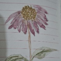 Fajar Aamir-Freelancer in Sialkot,Pakistan