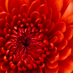 Ijaz Ahmad-Freelancer in Multan,Pakistan