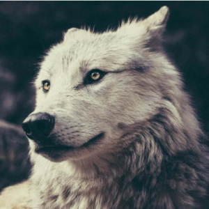 Ramavath Siddharth-Freelancer in KURUKSHETRA,India