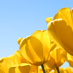 Kiran Jutt-Freelancer in Faisalabad,Pakistan