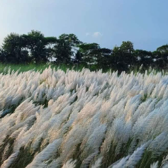 Md Millat Hossen-Freelancer in Noakhli,Bangladesh