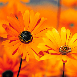 Naomi Bendou-Freelancer in Rustenburg, South Africa,South Africa