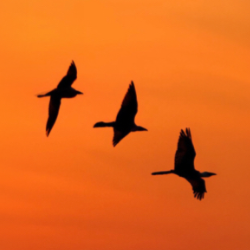 Satvik Deshpande-Freelancer in Bengaluru,India