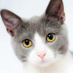 Sahan Sanjaya-Freelancer in Colombo,Sri Lanka