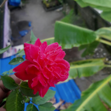 Febina Shihab-Freelancer in ERANAKULAM,India