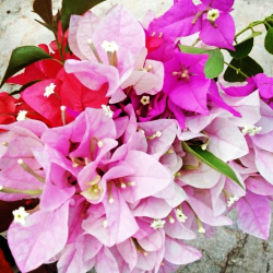 Hemema G-Freelancer in Andhra Pradesh(Tirupati),India