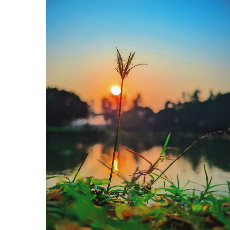 Md Apon Aly-Freelancer in Dhaka,Bangladesh