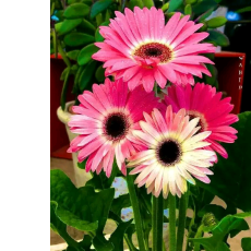 Mohamed Nawas-Freelancer in Colombo,Sri Lanka