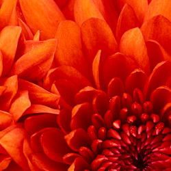 Taha Asfak-Freelancer in Dhaka,Bangladesh