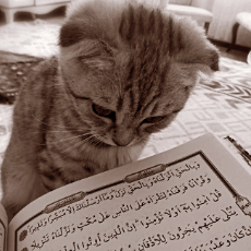 Tasfiya Sikder-Freelancer in Dhaka,Bangladesh