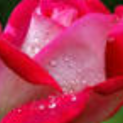 Sobia Awan-Freelancer in Dera Ismail Khan,Pakistan