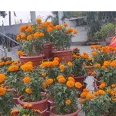 Online Institute-Freelancer in Lucknow,India