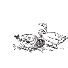 Navneet Kaur-Freelancer in Amritsar,India