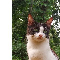 Mebi S-Freelancer in Kochi,India