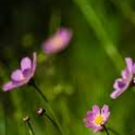 Shabbir Hossain-Freelancer in Dhaka,Bangladesh