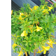 Koushik Ray-Freelancer in Bangladesh,Bangladesh